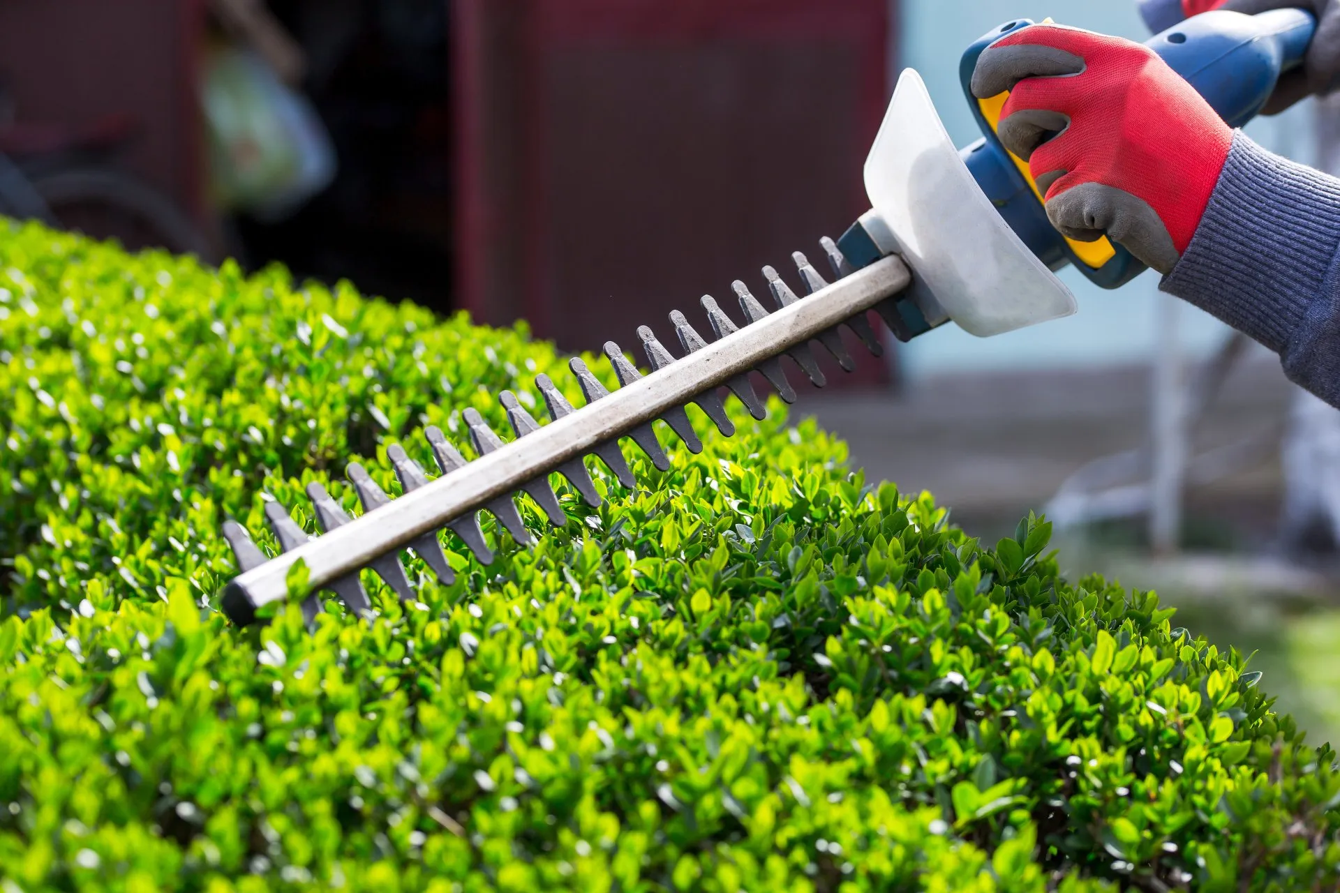 Pruning Cedar Hedges & Bushes